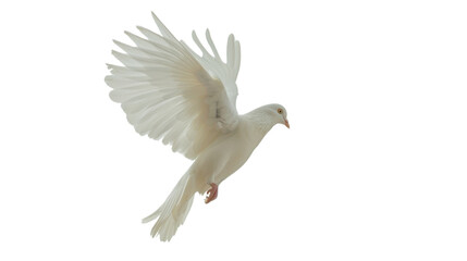 Obraz premium White dove flying with open wings on transparent background