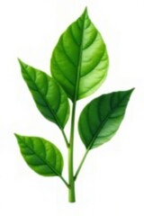 Fototapeta premium Green leafy plant isolated on white background, isolated, detail