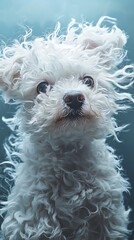 Fluffy white dog with curly fur underwater.