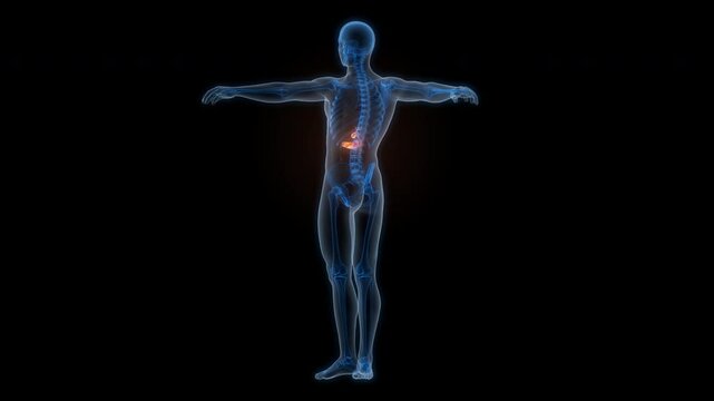 Human Internal Organs Pancreas with Gallbladder Anatomy Animation Concept