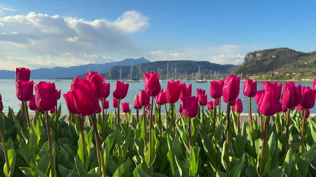 video of bright pink tulips in spring at Italian Garda lake Bardolino