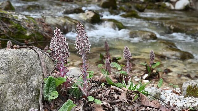 Butterburs. Petasites hybridus. Petasites growing by the river. Young plant. 