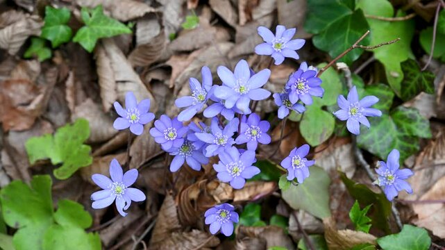Hepatica nobilis. Blue forest flowers. Liverleaf. 