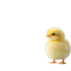 Obraz premium easter concept, Fluffy yellow chick standing against a black background.
