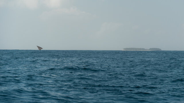 Traditional dhow sailing in zanzibar, tanzania, with tropical island in background