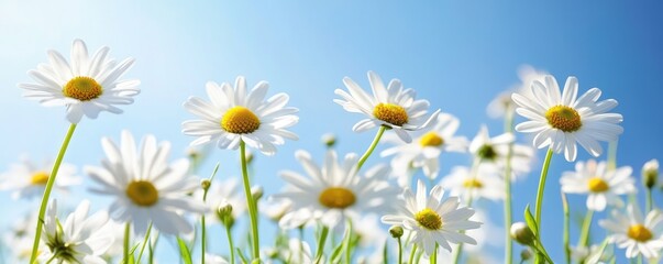 Fototapeta premium A vibrant image of a field of white daisies reaching towards a clear blue sky, symbolizing purity and new beginnings. MZ 
