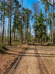 Abholzung eines Wäldchens im Frühjahr