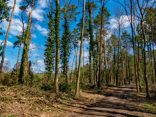 Abholzung eines Wäldchens im Frühjahr