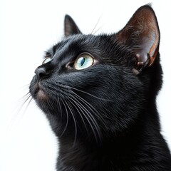 Obraz premium A stunning black cat with captivating green eyes, gazing upwards