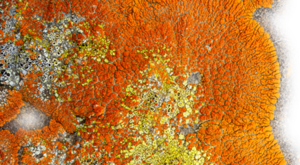 Detailed macro image of patches of orange yellow lichen a natural abstract. Transparent areas.