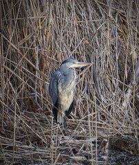 Close up of a heron standing at the reeds