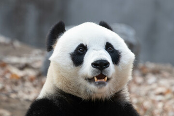 Obraz premium Beautiful Female panda, Bai Tian, Beijing, China