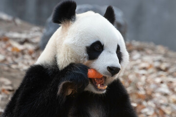 Obraz premium Beautiful Female panda, Bai Tian, Beijing, China