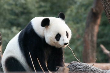 Beautiful Female panda, Bai Tian, Beijing, China
