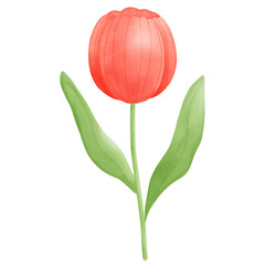 red tulip flower