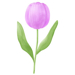Purple tulip flower