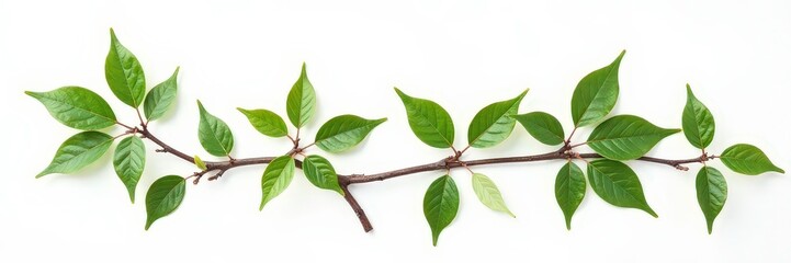 Naklejka premium Isolated branches on white background with natural textures and subtle color variations, texture, foliage, clean