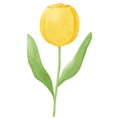 Yellow tulip