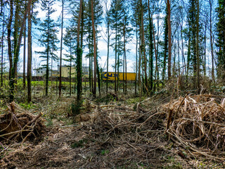 Abholzung eines Wäldchens im Frühjahr