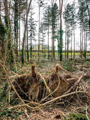 Abholzung eines Wäldchens im Frühjahr