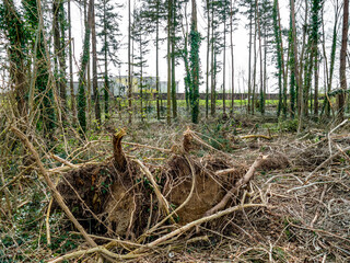 Abholzung eines Wäldchens im Frühjahr