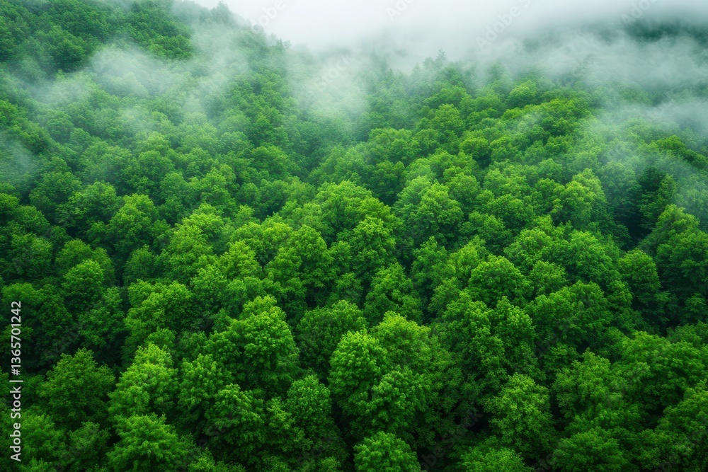 Poster mysterious enchanted forest blanketed in thick fog creating a dreamlike atmosphere with soft light f