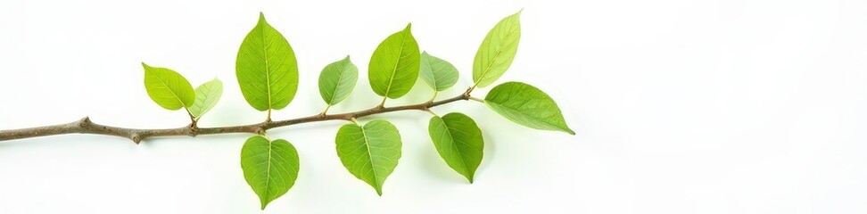 Obraz premium One branch with leaves against white background, realistic textures, realistic, green