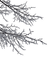 Silhouettes of tree branches covered with frost. Vector realistic black and white illustration of linden branches, after freezing.