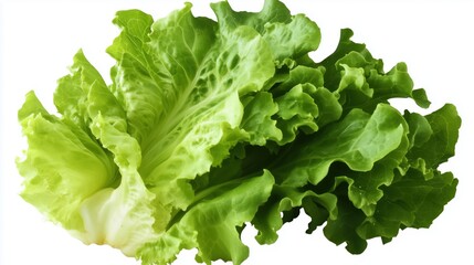 Realistic high-resolution Romaine lettuce on a white background