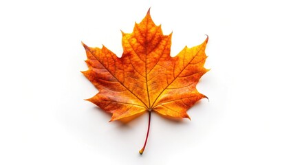 Fototapeta premium Autumnal Leaves: Golden Fall Foliage Photography - Nature's Orange Hues