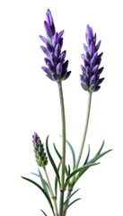 Obraz premium Spanish lavender plant with purple flower spikes and silvery leaves, isolated on a white background, botanical, herbal
