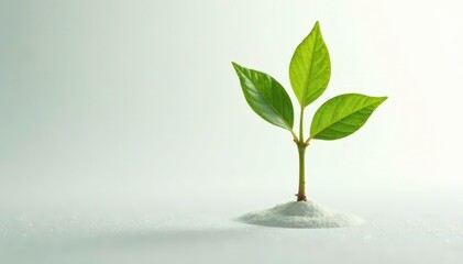 Single delicate sapling, isolated on pure white , nature, healthy, tiny
