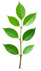 Naklejka premium Single isolated branch with leaves on white background, simple, botanical, branch