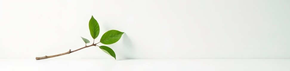 Obraz premium Single long branch leaning against white surface, branch, vertical, organic