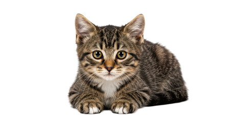 Isolated Cute Kitten © Johanna