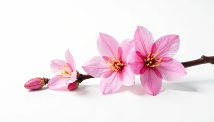 Fototapeta premium Single branch with flowers on isolated white background, solitary, petals, white