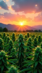 Sunrise over a field of vibrant green marijuana plants with distant mountains in background,  nature,  tranquil