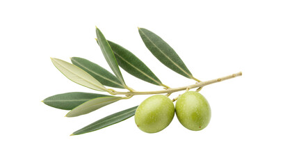 Isolated Green Olives on Branch
