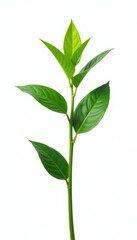Fototapeta premium Single stem isolated against white background, solitary, greenery