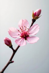 Obraz premium Single stem of cherry blossom isolated on white background, petals, cherry blossom