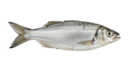 Isolated Silver Fish