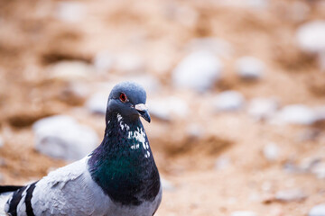 Curious pigeon looking at the camera in Villajoyosa