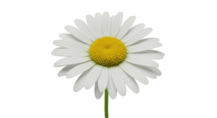 Isolated White Daisy