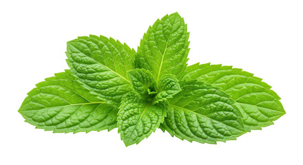 Isolated Fresh Mint Leaves