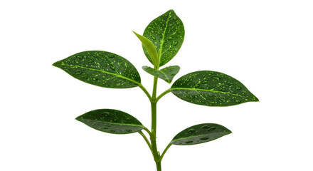 Isolated Seedling with Water Droplets
