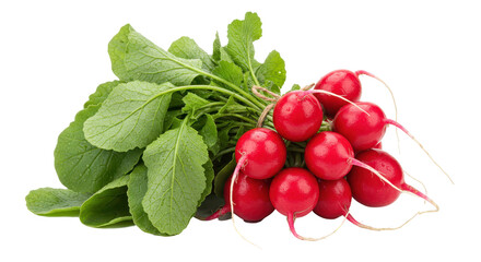 Isolated Fresh Radishes with Green Leaves