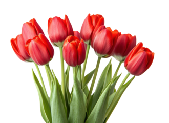 Bright red tulips arranged in a vibrant bouquet, cut out