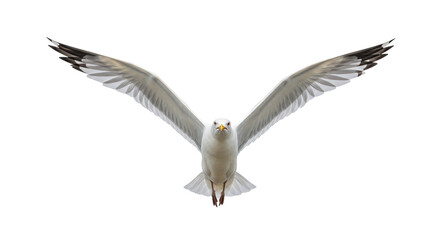 Isolated Seagull in Flight