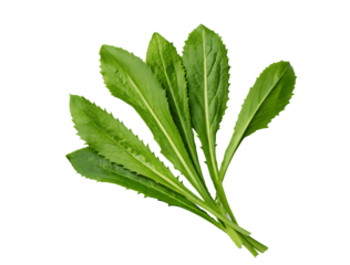 Fresh culantro leaves isolated on white background PNG, perfect for food graphics and culinary design