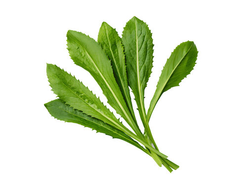 Fresh culantro leaves isolated on white background PNG, perfect for food graphics and culinary design